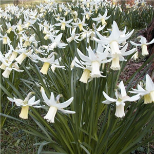 Narcissus (Daffodil) 'Thalia' Pot Full